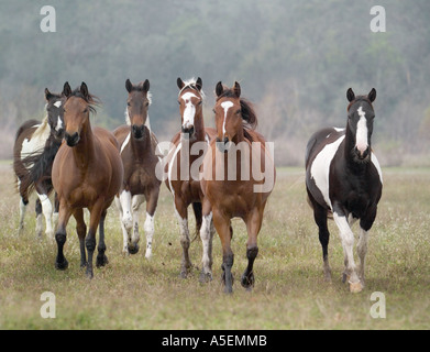 Herde von American Paint Quarter Horse Stuten laufen uns gegenüber Stockfoto