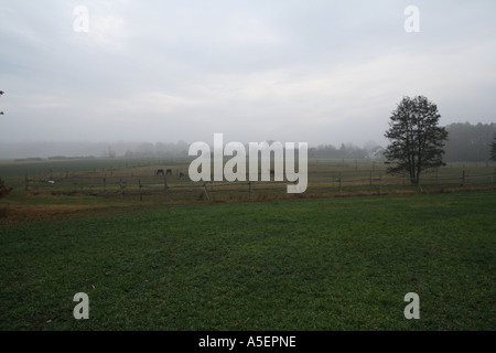 Pferde grasen auf einem nebeligen Feld, ein einsamer Baum hebt sich vom Nebel ab. Stockfoto