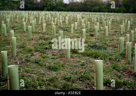 neu gepflanzte junge Bäumchen Bäume auf Abfall Boden wie eine beiseite-Land für die Landgewinnung uk Stockfoto