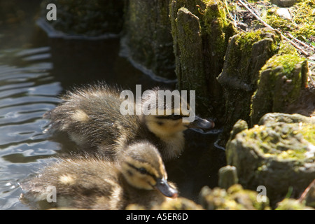 Zwei Stockentlein, Anas platyrhynchos im Wasser am Flussufer bei Frühlingssonne in morecambe im Nordwesten englands, großbritannien Stockfoto