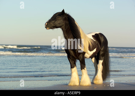 Porträt von Gypsy Vanner Pferd Hengst stehen direkt am Meer Stockfoto
