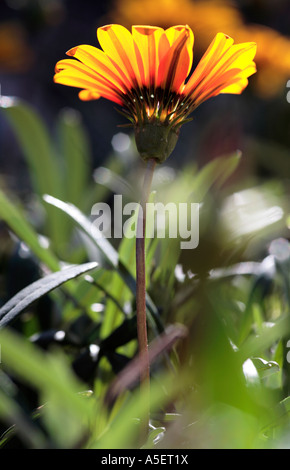 Hinterleuchtete Namaqualand Daisy in Rasen Stockfoto
