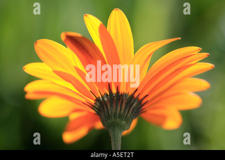 Einzelne Hintergrundbeleuchtung Namaqualand Daisy Blume gegen üppigen grünen Rasen Stockfoto