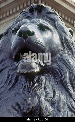 Löwe aus Bronze am Trafalgar Square in London England Stockfoto