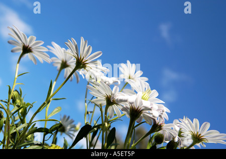 Helle weiße Gänseblümchen Blumen gegen blauen Himmel Stockfoto