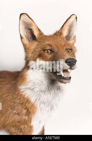 Ausgestopften Fuchs auf weißem Hintergrund Stockfoto