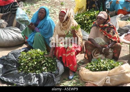 Harar, Äthiopien, Frauen bündeln von QBI auf dem Markt zu verkaufen Stockfoto