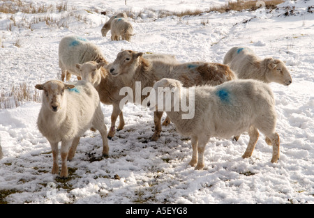 Herde von Schafen Futter für Nahrung im Winter auf tief verschneiten Berg in Brecon Beacons National Park Blaenavon Wales UK Stockfoto