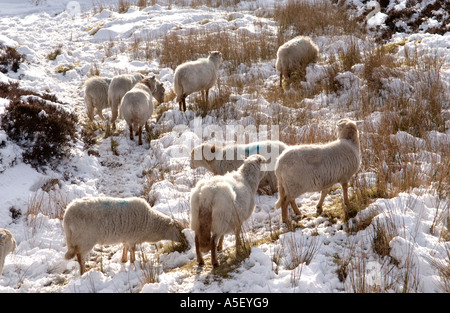 Herde von Schafen Futter für Nahrung im Winter auf tief verschneiten Berg in Brecon Beacons National Park Blaenavon Wales UK Stockfoto