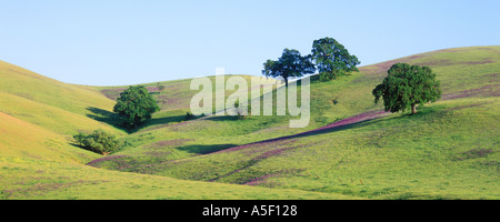 Küste Eichen im Frühling Stockfoto