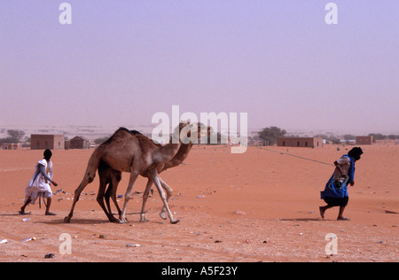 Mauretanischen Männer führende Kamele in der Wüste Sahara, Mauretanien, Afrika Stockfoto