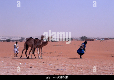 Mauretanischen Männer führende Kamele in der Wüste Sahara, Mauretanien, Afrika Stockfoto