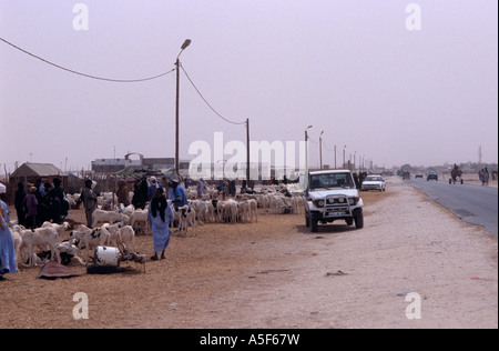 Ziege Markt am Straßenrand, Nouakchott, Mauretanien, Afrika Stockfoto