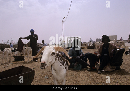 Hirten über Ziegen in Markt, Nouakchott, Mauretanien Stockfoto