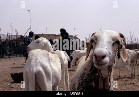 Hirten und ihre Ziegen in die Ziege Markt, Nouakchott, Mauretanien, Afrika Stockfoto