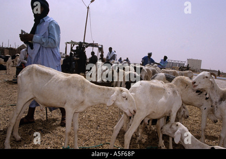 Hirten bewachen ihre Ziegen auf dem Markt der Ziege in Nouakchott, Mauretanien Stockfoto