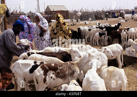 Hirten und ihre Ziegen Ziege am Markt, Nouakchott, Mauretanien, Afrika Stockfoto