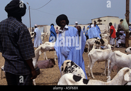 Hirten bewachen ihre Ziegen auf dem Markt der Ziege in Nouakchott, Mauretanien Stockfoto