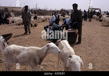 Hirten bewachen ihre Ziegen auf dem Markt der Ziege in Nouakchott, Mauretanien Stockfoto