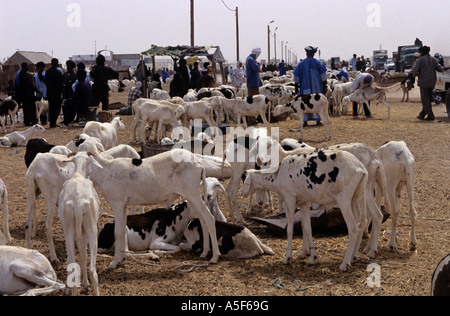 Hirten über Ziegen in Markt, Nouakchott, Mauretanien Stockfoto