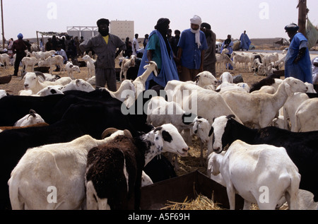 Hirten bewachen ihre Ziegen auf dem Markt der Ziege in Nouakchott, Mauretanien Stockfoto