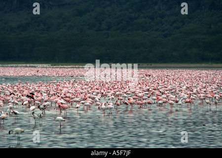 Flamingo-Aggregation, Lake Nakuru, Kenia Afrika (rosa) (weniger) Stockfoto