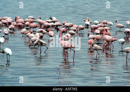 Flamingo-Aggregation, Lake Nakuru, Kenia Afrika (rosa) (weniger) Stockfoto