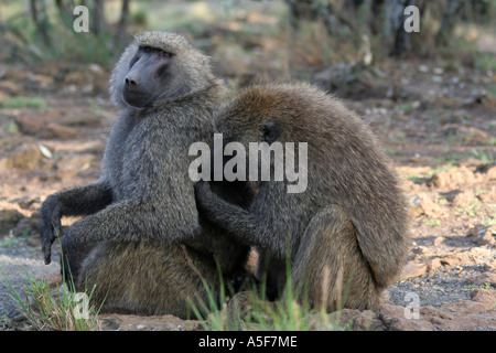 Zwei Olive Paviane Pflege, Lake-Nakuru-Nationalpark, Kenia Stockfoto