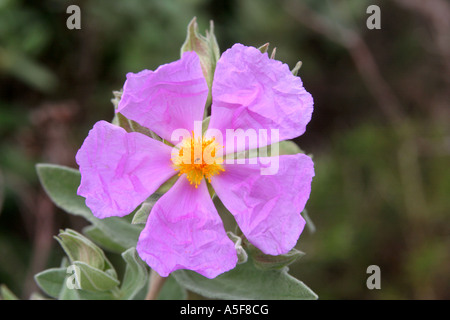 Blühenden Cistus Albidus rosa Zistrosen Algarve Portugal Stockfoto
