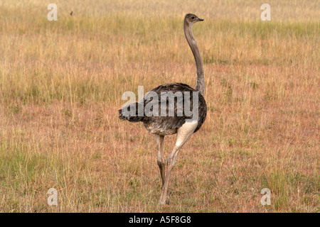 Ein Strauß (Struthio Camelus) in der Masai Mara, Kenia, Afrika Stockfoto