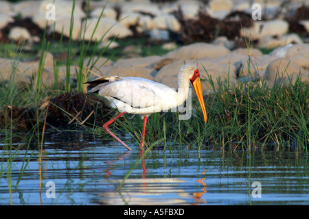 Kenia: Yellowbilled Storch Mycteria Ibis putzen Lake Baringo Kenia Afrika Stockfoto