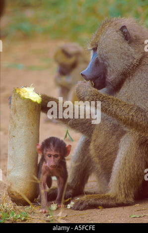 Männliche Olive Baboon Fütterung auf Wurst Baum Früchte mit Baby Stockfoto