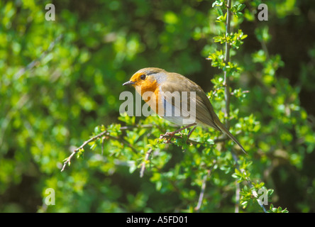 Robin in einem Weißdorn Busch im Frühjahr Stockfoto