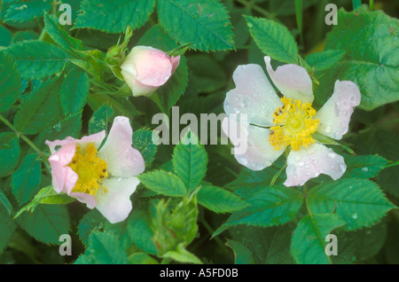 Heckenrose Blüte in eine Hecke mit Regentropfen auf Blütenblätter Stockfoto