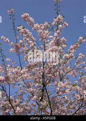 Kirschbäumen in voller Blüte Stockfoto