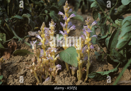 Verzweigte Roman Orobanche Ramosa Blütenpflanzen parasitäre auf einer Tomaten-Ernte Stockfoto