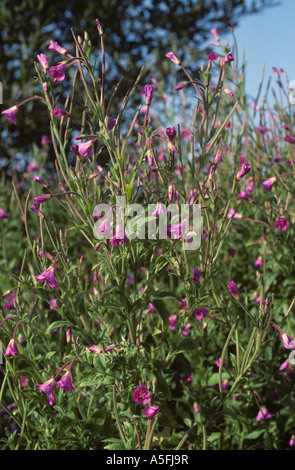 Großen Weidenröschen Epilobium Hirsutum Blütenpflanzen Stockfoto