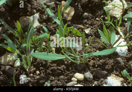 Knotgrass Polygonum Aviculare Jungpflanzen Stockfoto