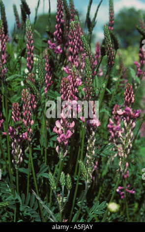 Esparsette Onobrychis Viciifolia Hülsenfrucht Futter Ernte in frühen Blüte Stockfoto