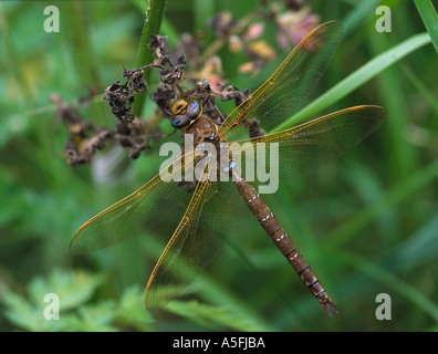 Braune Hawker Libelle Stockfoto