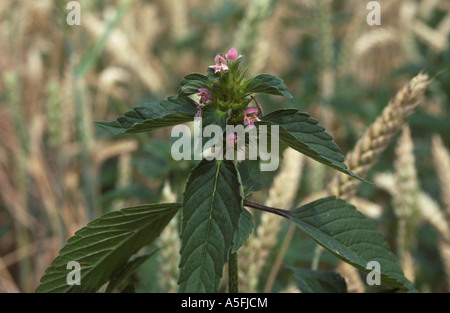 Uvula oder Splitlip Hanf Brennnessel Galeopsis Bifida blühende Pflanze Stockfoto