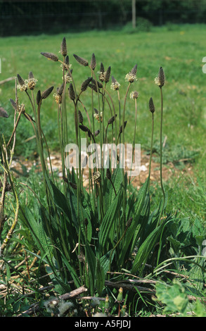 Spitzwegerich Spitzwegerich Plantago Lanceolata blühende Pflanze Stockfoto