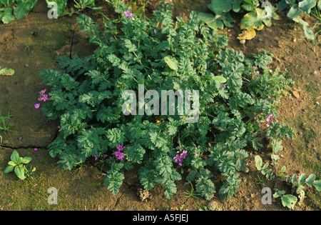 Gemeinsamen Störche Rechnung Erodium Cicutarium blühende Pflanze Stockfoto