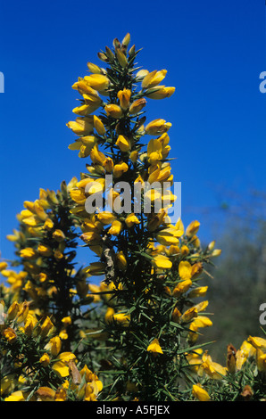 Ginster Ulex Europaeus gelbe Blüten gegen blauen Himmel Stockfoto