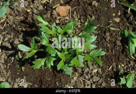 Mais-Hahnenfuß Ranunculus Arvensis junge Pflanze Stockfoto