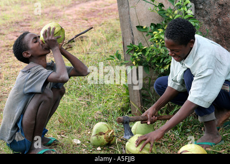 Manakara, Madagaskar, jungen aufgeschnitten und Kokosnüssen trinken Stockfoto
