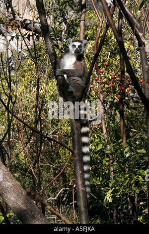 Ring-tailed Lemur sitzt in einem Baum, Anjaha Reserve in der Nähe von Ambalavao, Madagaskar Stockfoto
