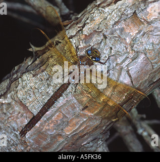 Braune Hawker Libelle Stockfoto