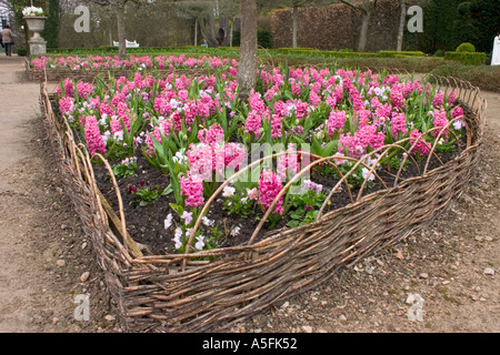 Hyazinthen im Holker Hall Gardens Grange über Sands Cumbria Stockfoto