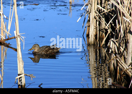 Weibliche Stockente Enten schwimmen unter dem Schilf und Binsen Park Lake, Lurgan, County Armagh, Nordirland Stockfoto